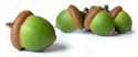 Oak Acorns