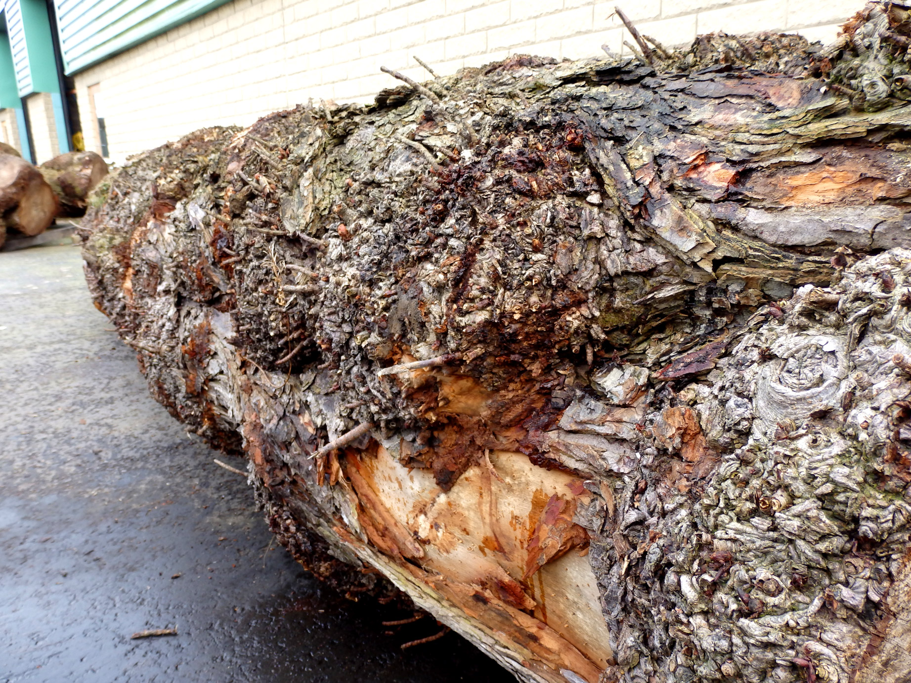 Burr Horse Chestnut Conker Tree Log